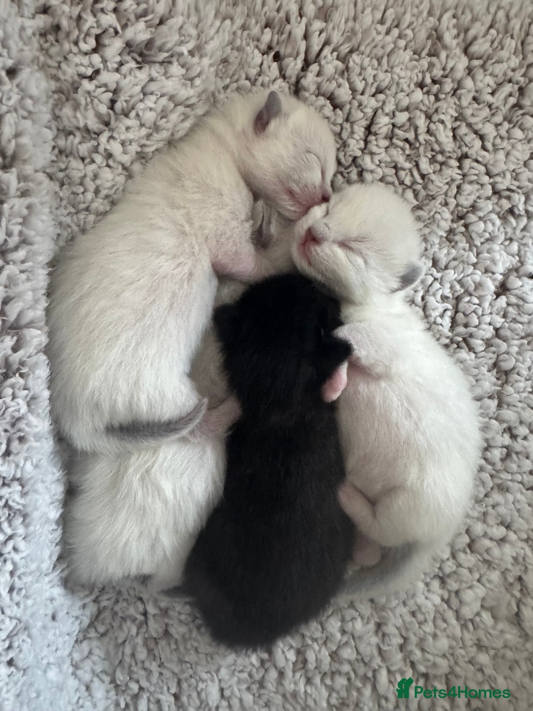 Ragdoll cats for sale: Beautiful Ragdoll kittens open to reasonable offer - Image 17