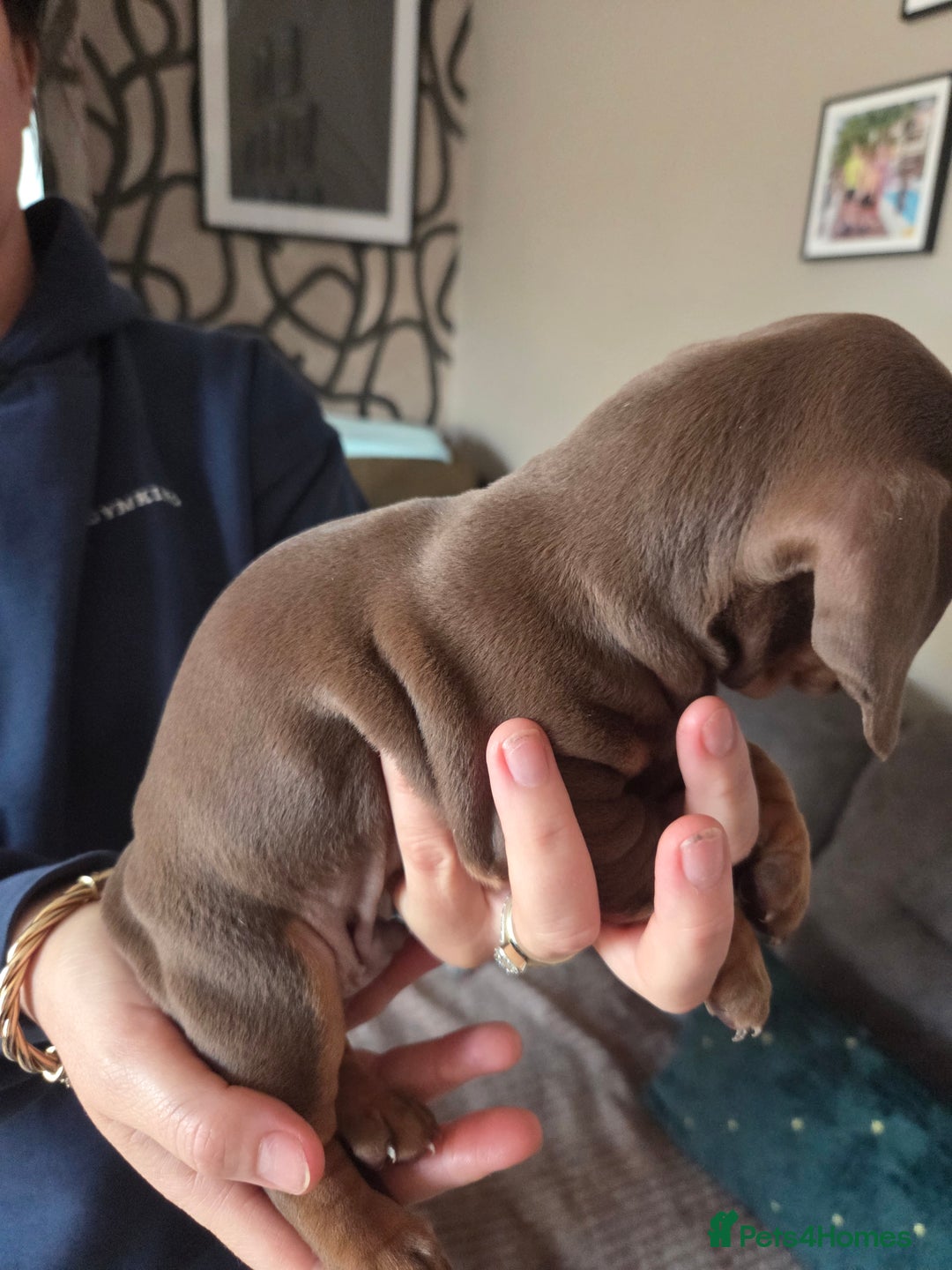 Dachshund dogs for sale: Dashunds  - Advert 5