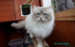 Ragdoll cats for sale: Stunning GCCF Registered Heart Melting Affection - Image 34