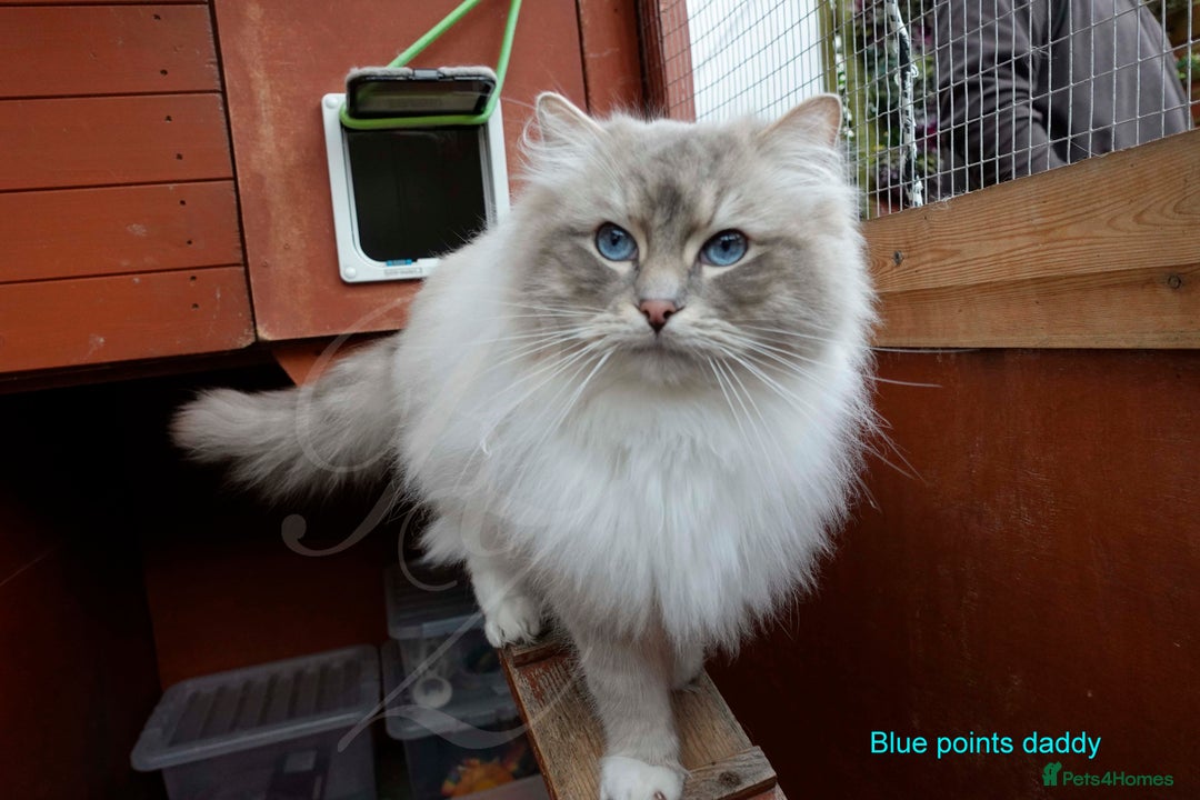 Ragdoll cats for sale: Stunning GCCF Registered Heart Melting Affection - Image 34