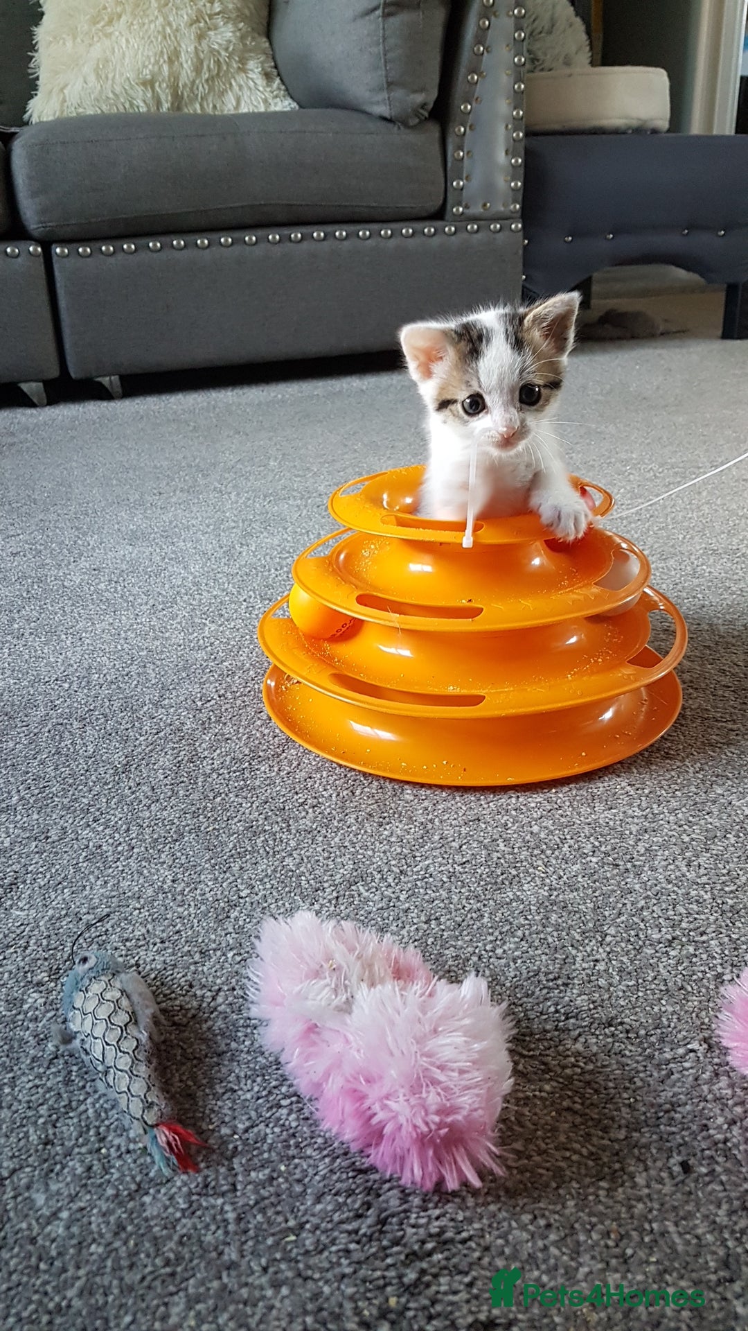 British Shorthair cats for sale: for sale 2 cheeky little monkeys  - Image 14