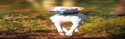 Lurcher dogs for stud: Intelligent 5-Mix Lurcher Stud: Pup Wanted in South Croydon - Advert 2