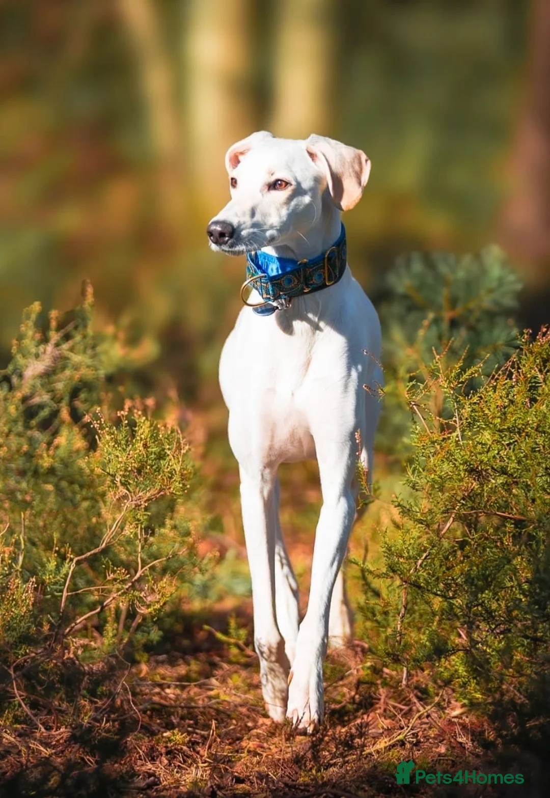 Lurcher dogs for stud: Intelligent 5-Mix Lurcher Stud: Pup Wanted in South Croydon - Advert 2