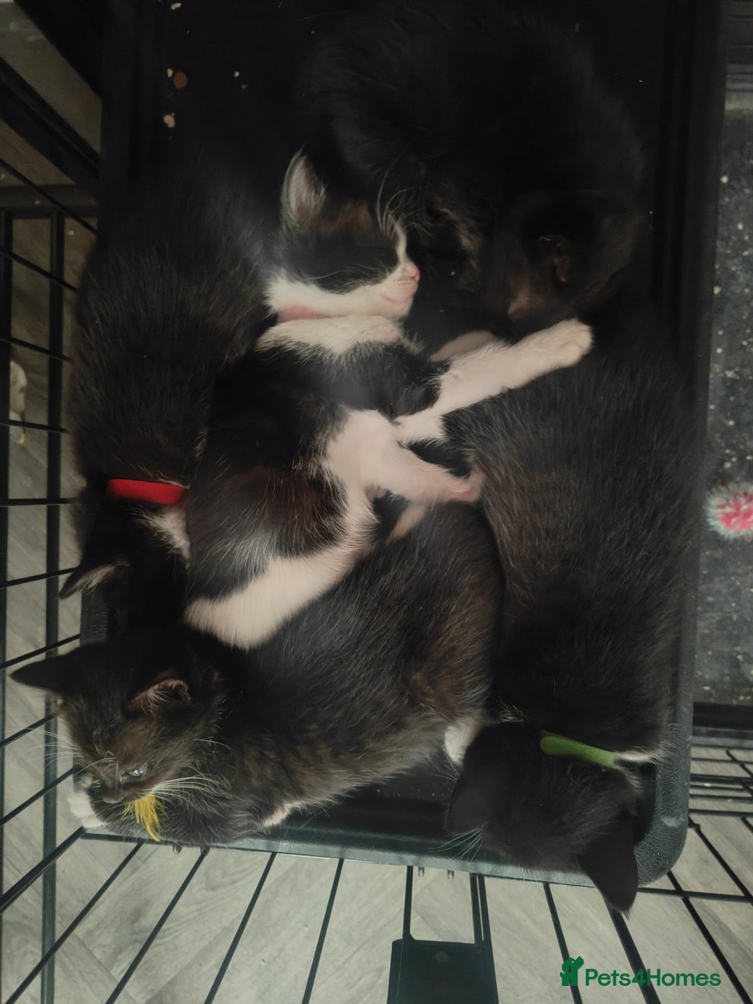 Ragdoll cats for sale: Ragdoll cross kittens  - Image 8