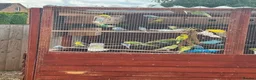 Budgerigars birds for sale: Budgies , males and females available.  - Advert 9