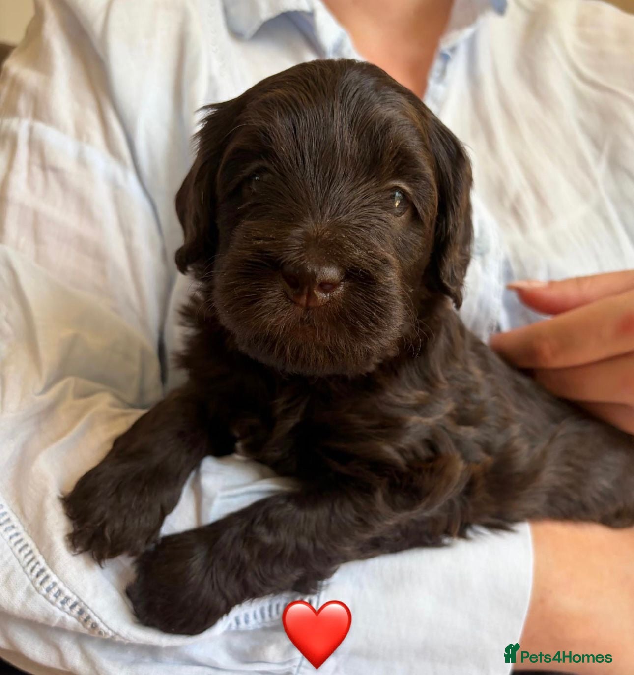 Australian Labradoodle dogs Miniature Australian Labradoodle Puppies - Advert 3