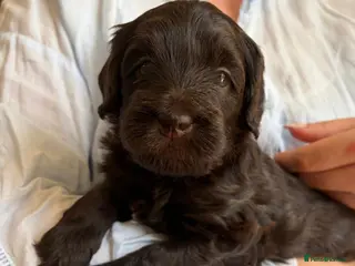 Australian Labradoodle dogs Miniature Australian Labradoodle Puppies - Advert 3