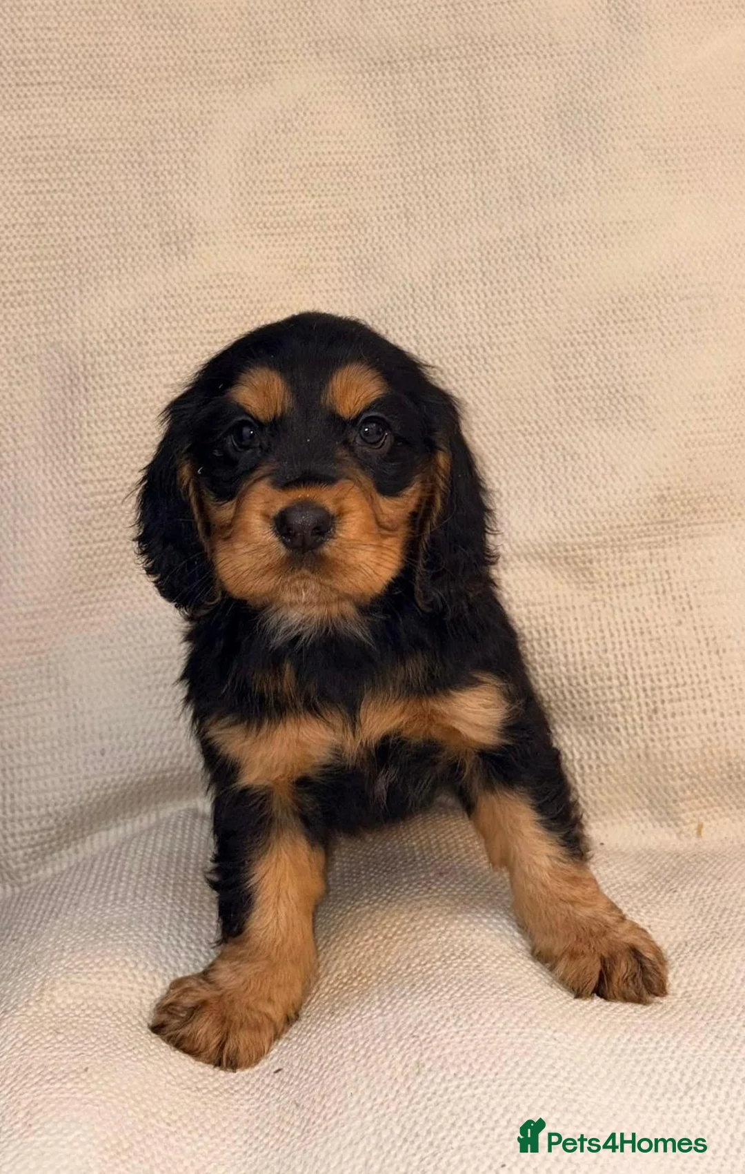 Cocker Spaniel dogs for sale: Cocker Spaniel Puppies - Advert 3