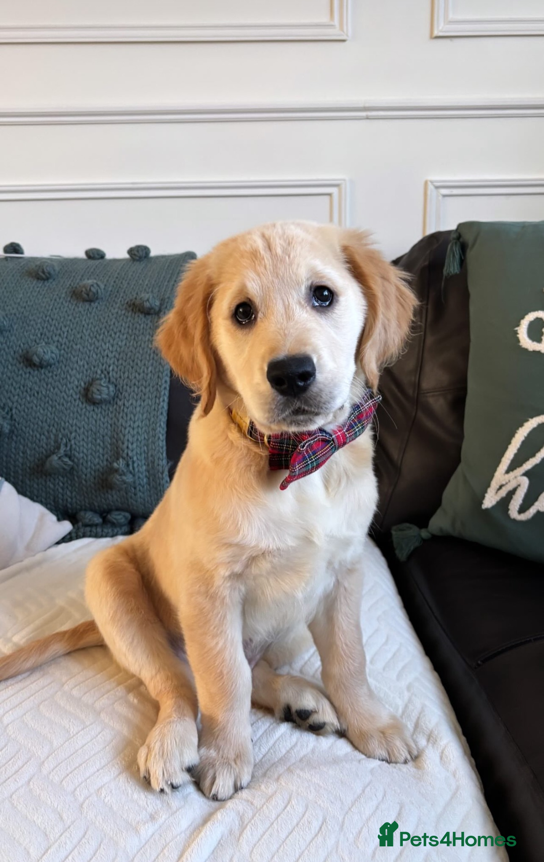 Golden Retriever dogs for sale: Best of Breed Golden Retrievers - Advert 13