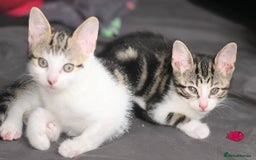 Bengal cats for sale: NEED REHOMED THIS WEEK MOVING HOUSE £100 ono - Image 10