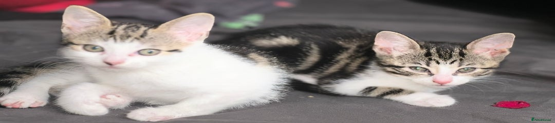 Marble female with white paws 