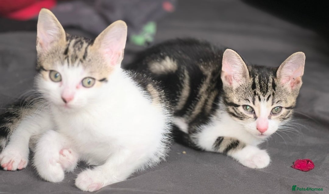 Bengal cats for sale: NEED REHOMED THIS WEEK MOVING HOUSE £100 ono - Image 10