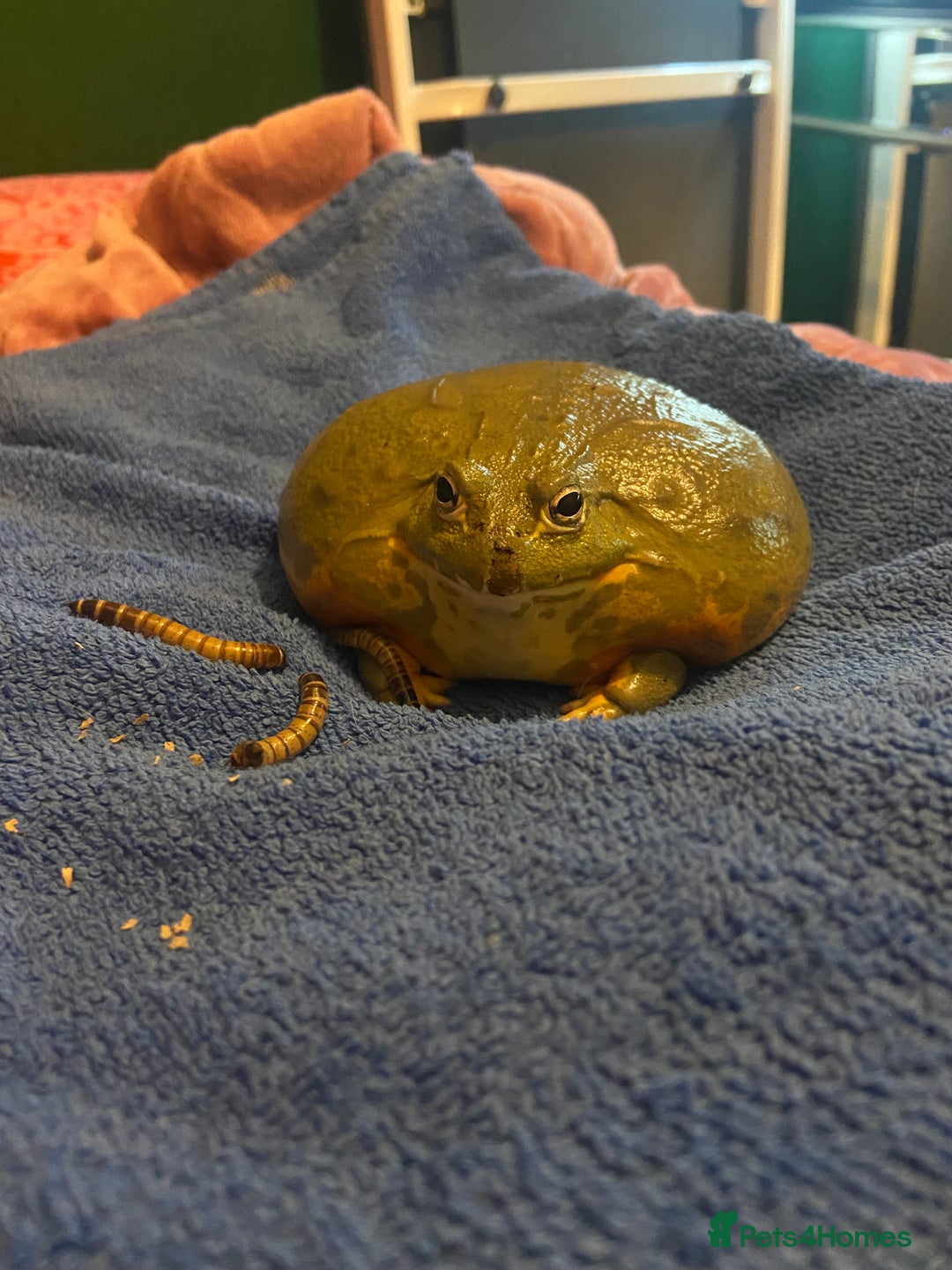 Frog reptiles for sale: Pair of Giant African Bullfrogs with Setup  - Image 9