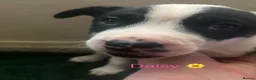 Mixed Breed dogs for sale: 1 Bullkita Puppy Left | Ready 25th May - Advert 25