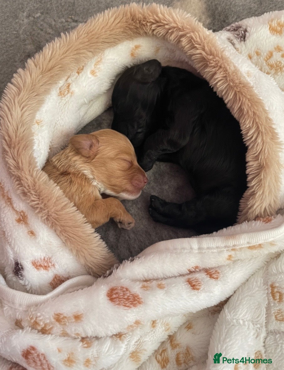 Cockapoo dogs Adorable Cockapoos looking for forever homes ❤️ - Advert 3