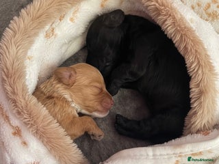 Cockapoo dogs Adorable Cockapoos looking for forever homes ❤️ - Advert 3