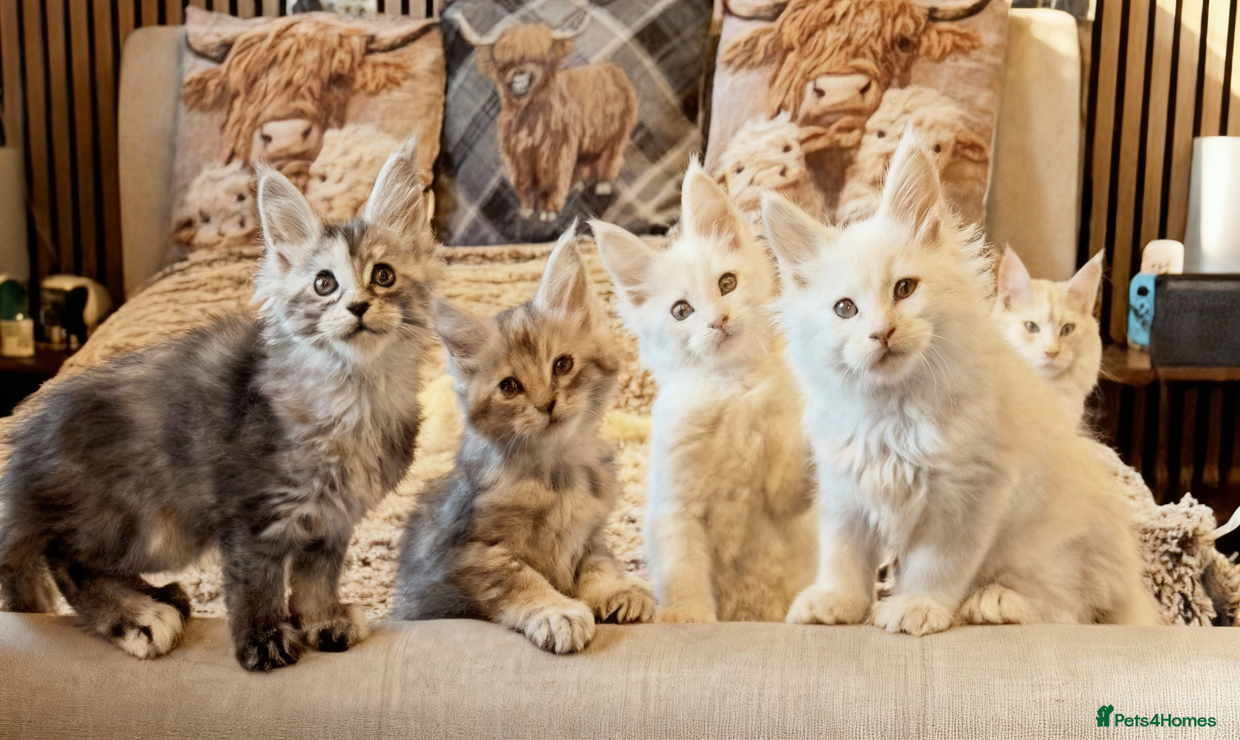Maine Coon cats Beautiful Maine Coon Kittens - Advert 1
