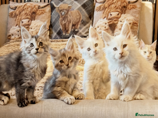 Maine Coon cats Beautiful Maine Coon Kittens - Advert 1