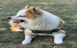 Pomsky dogs for stud: Stud looking for a girlfriend  - Image 4