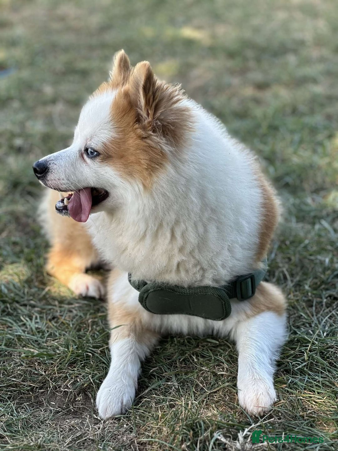 Pomsky dogs for stud: Stud looking for a girlfriend  - Image 4