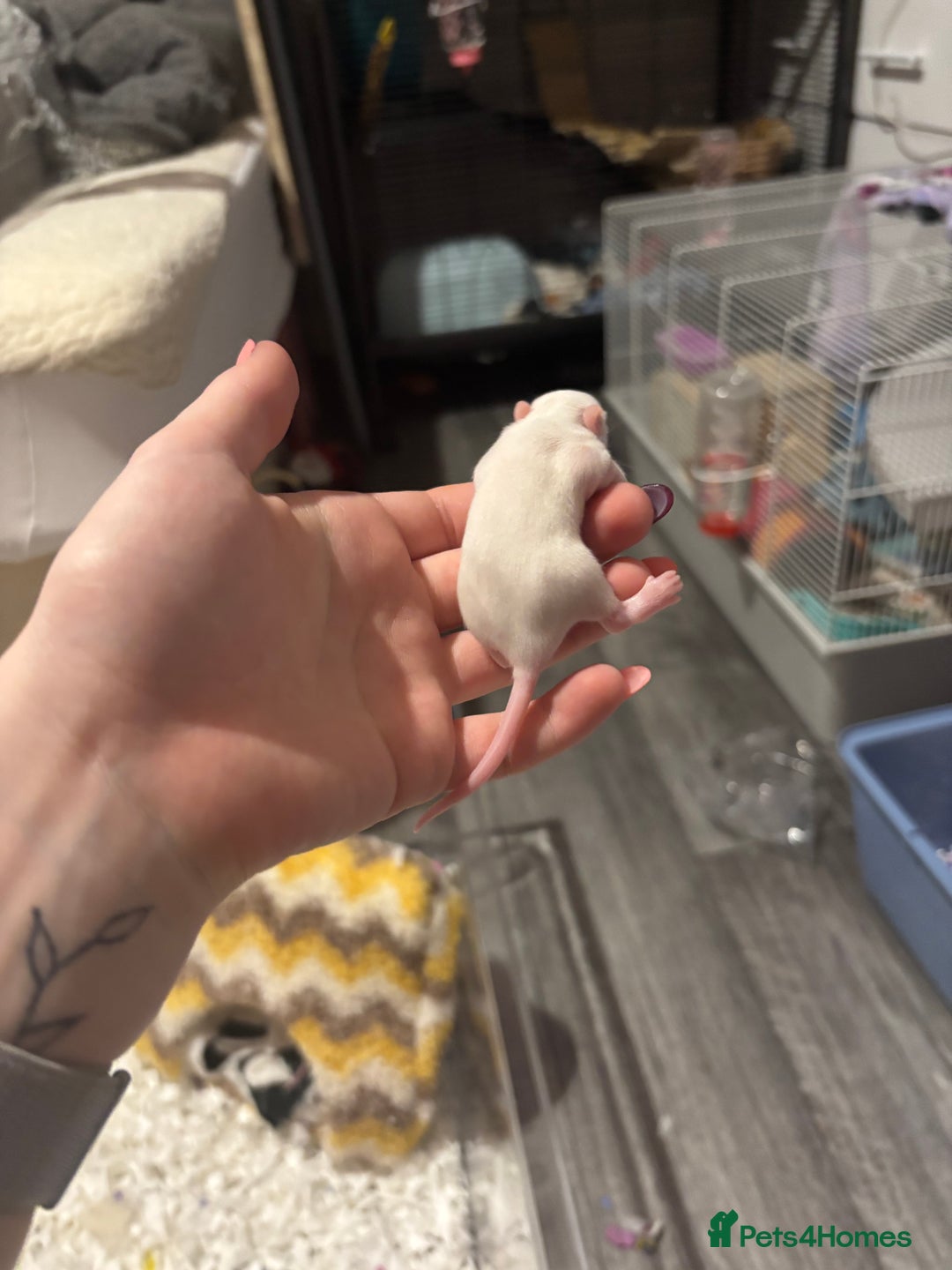 Rat rodents for sale: baby rats for sale GOING FAST.  - Advert 16