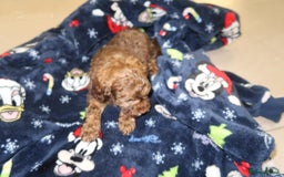 Cockapoo dogs for sale: Beautiful f1b Cockapoo puppy's   - Advert 20