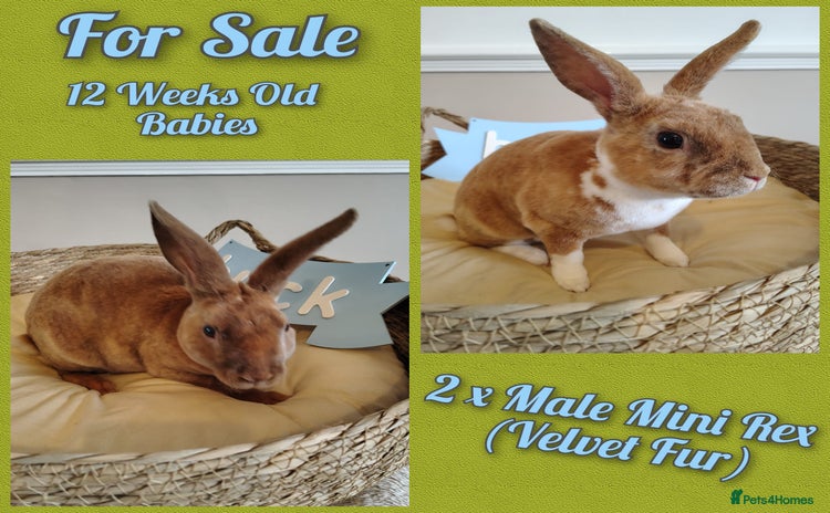 Rex rabbits - Advert 10
