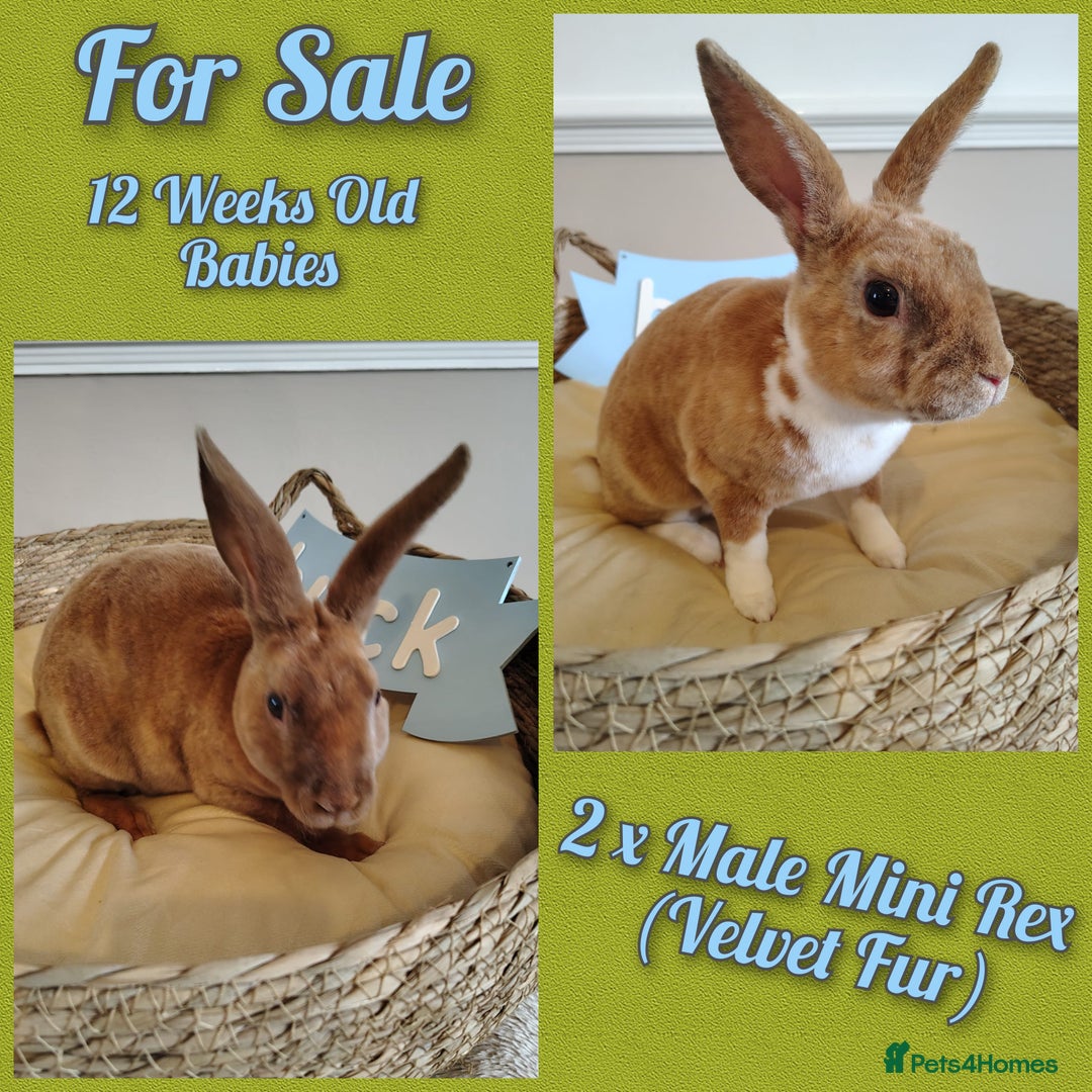Rex rabbits for sale: Lovely Rex rabbit babies  - Image 1