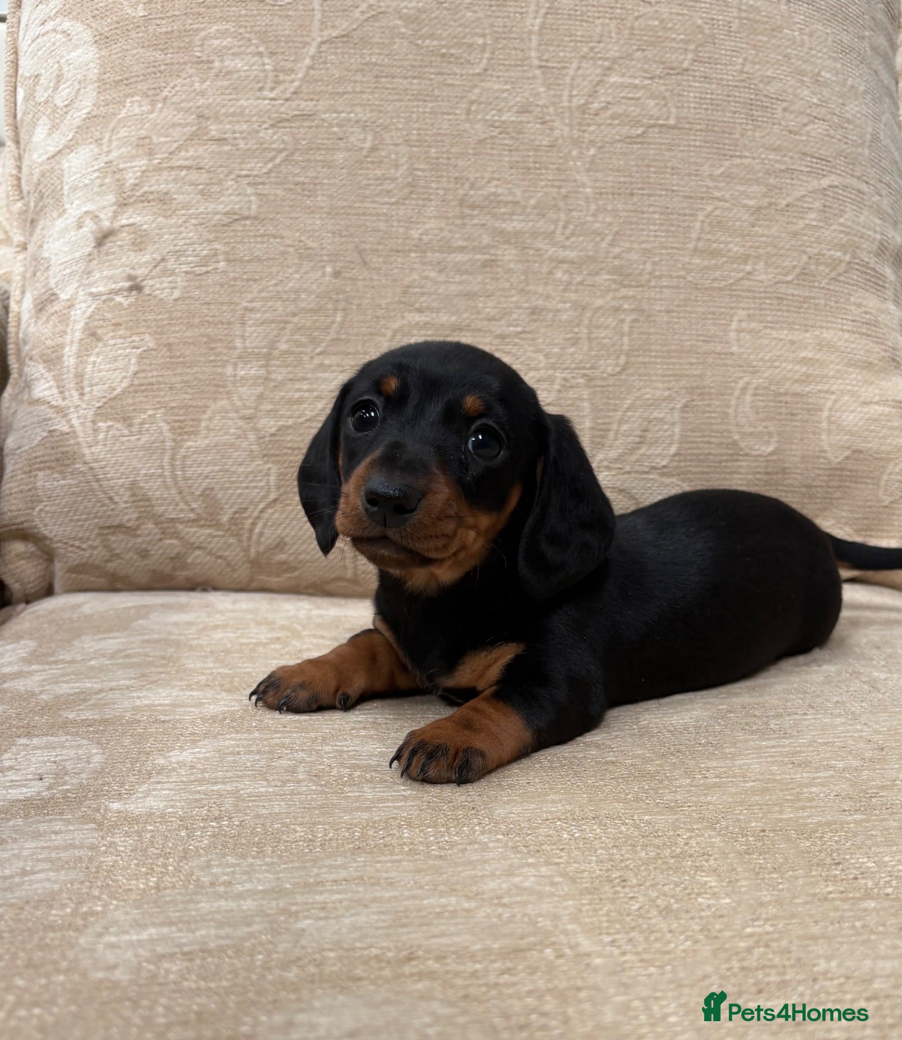 Miniature Dachshund dogs True to type miniature daschund  - Advert 1