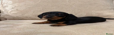 Miniature Dachshund 2