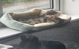 Mixed Breed cats for sale: 2 x 11 week old Female Kittens must go together!  - Image 11