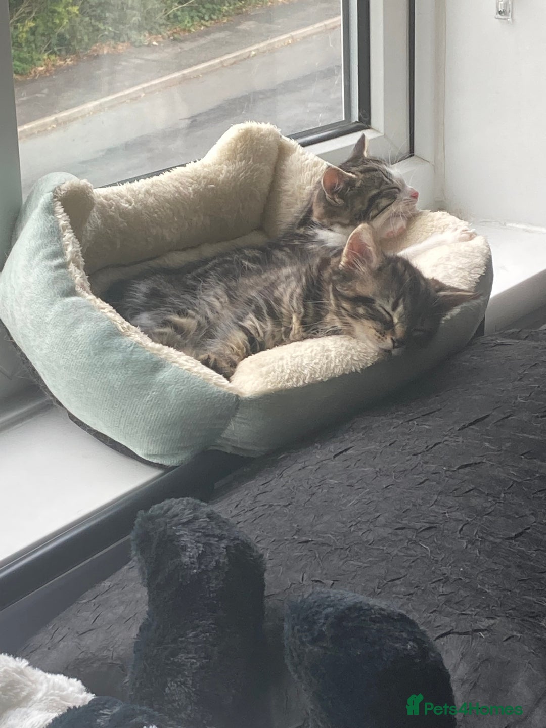 Mixed Breed cats for sale: 2 x 11 week old Female Kittens must go together!  - Image 11