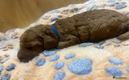 Cockapoo dogs for sale: Beautiful cockerpoo puppies  - Image 23