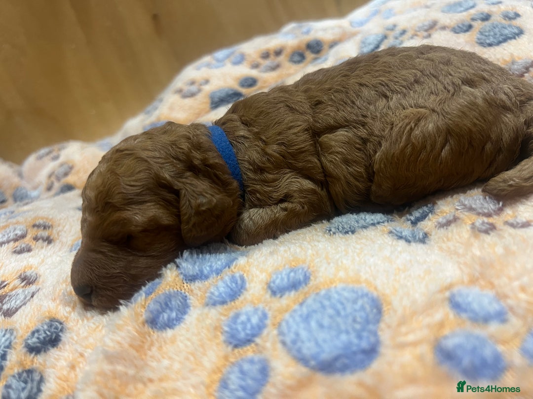 Cockapoo dogs for sale: Beautiful cockerpoo puppies  - Image 23