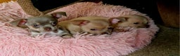 Chihuahua dogs for sale: Three Male Chihuahua Puppies - Advert 4