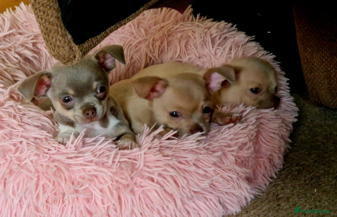 Chihuahua dogs for sale: Three Male Chihuahua Puppies - Image 4