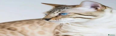 Bengal Kitten 2