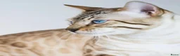 Mixed Breed cats for sale: beautiful bengal kitten reduced price  - Advert 4