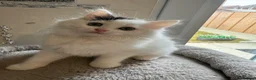 Ragdoll cats for sale: Beautiful Ragdoll kittens - Advert 6