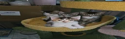 Domestic Shorthair cats for sale: **READY NOW^^* Happy, healthly, friendly kittens  - Advert 3