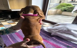 Miniature Dachshund dogs for sale: Superb Miniature KC reg Dachshund puppies - Image 26