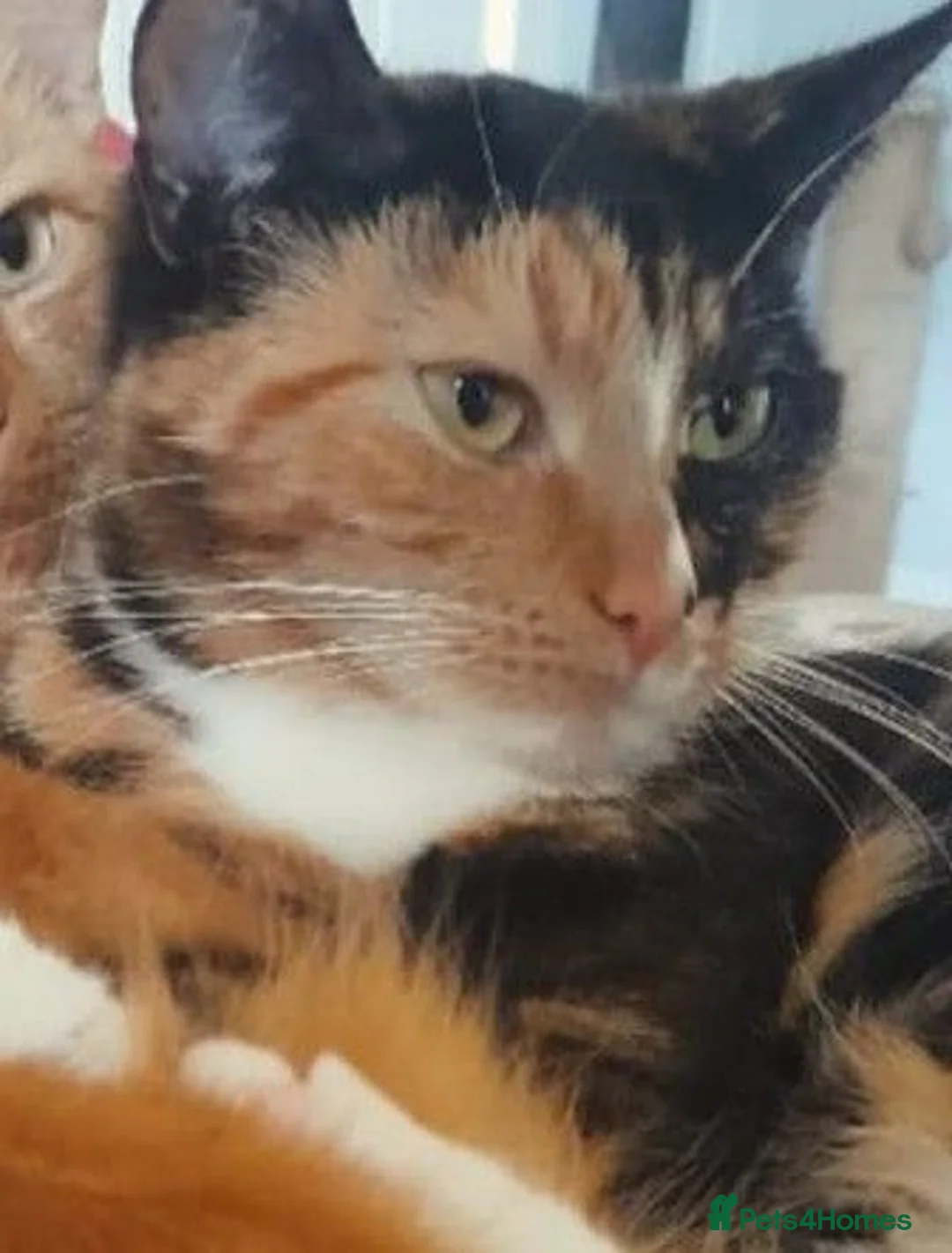 Mixed Breed cats for sale: Kittens  - Advert 13