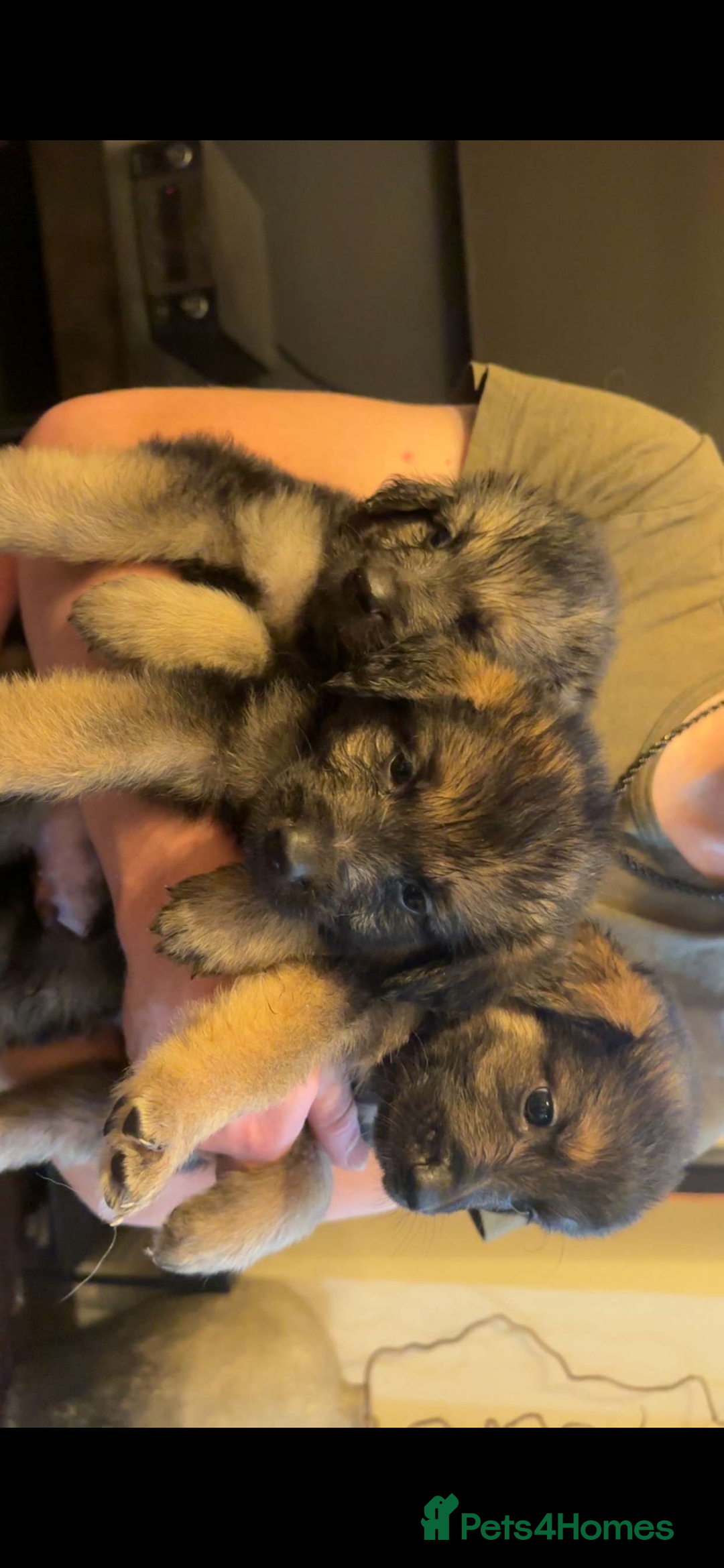 Mixed Breed dogs for sale: German shepherd/golden retriever  in Swadlincote - Image 1