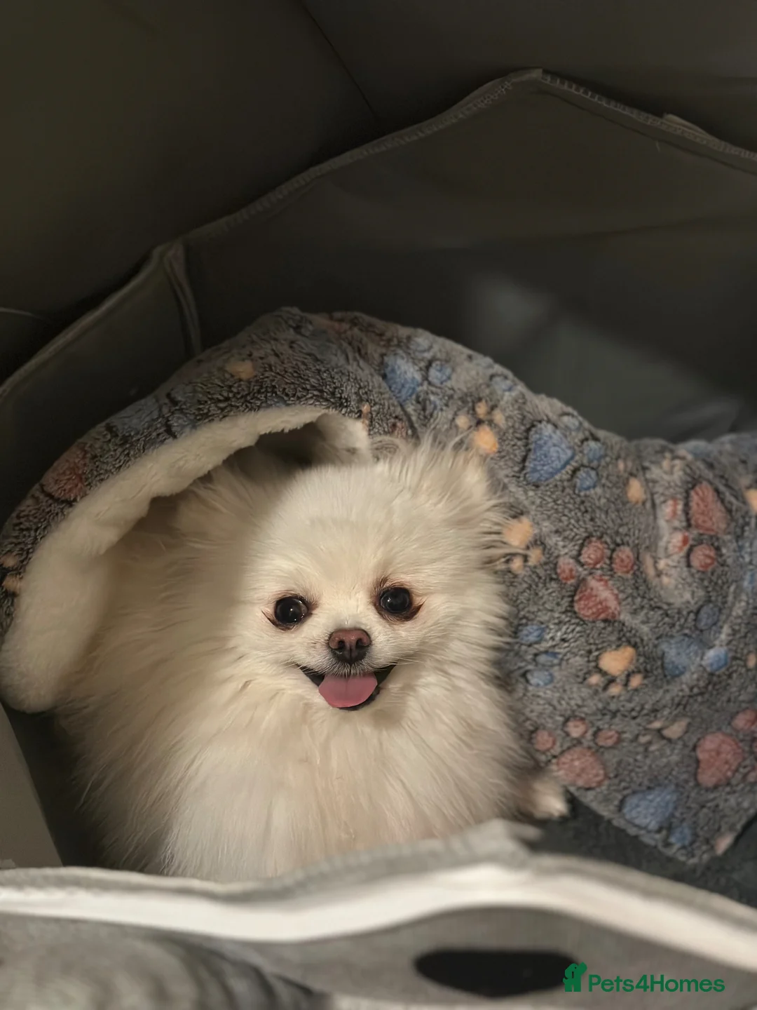 Pomeranian dogs for stud: Pure Russian  **   **  Pomeranian   in Kingswinford - Advert 2