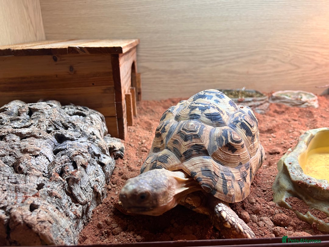 Tortoise reptiles for sale: 4 year old leopard tortoise - Image 2