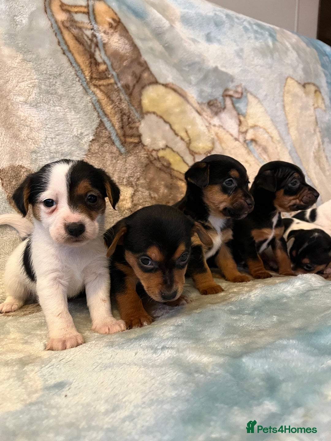 Jack Russell dogs for sale: 6 stunning jackruseel puppues - Advert 2