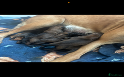 Belgian Shepherd Dog dogs for sale: Working line malinois - Image 14