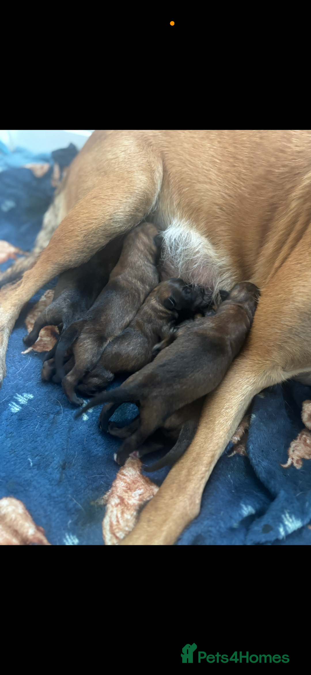 Belgian Shepherd Dog dogs for sale: Working line malinois - Image 14
