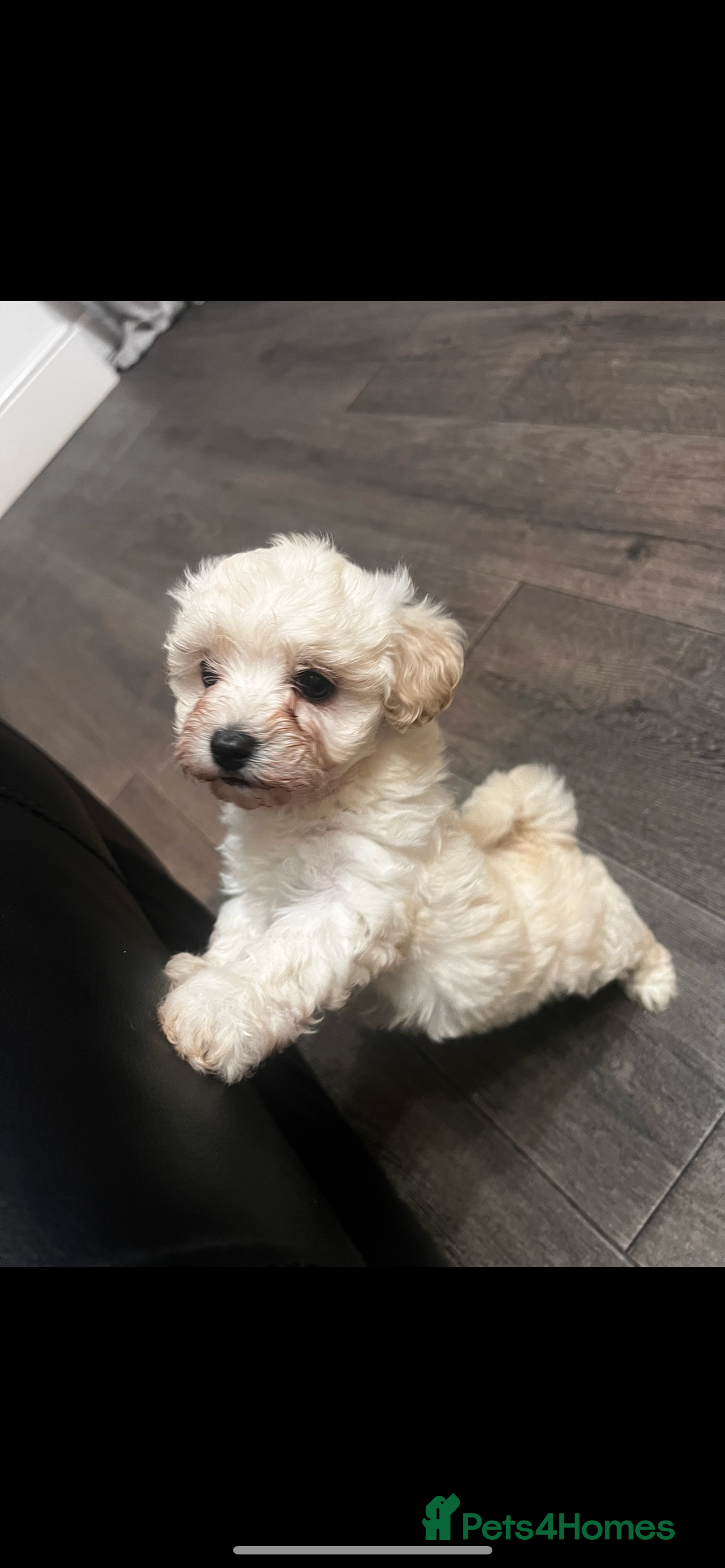 Maltipoo dogs Stunning F1 Maltipoos  - Advert 5