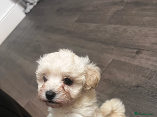 Maltipoo dogs Stunning F1 Maltipoos - Advert 5